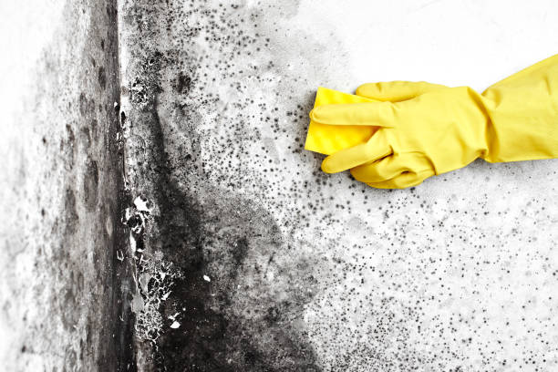 Best Mold Remediation Experts  in Russiaville, IN