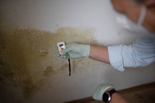 Certified Mold Removal in Russiaville, IN