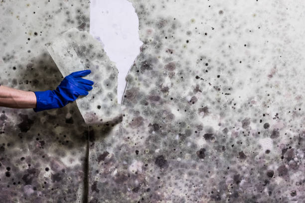 Best Mold Testing  in Russiaville, IN